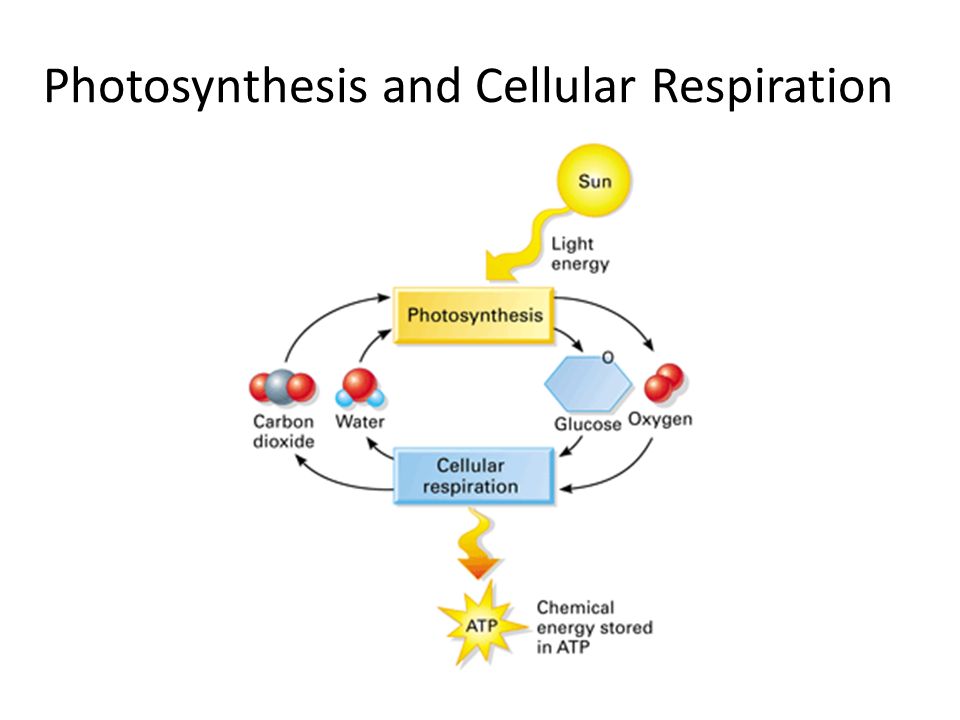 Cellular respiration after photsynthesis